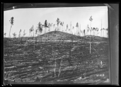 Norway cuttings, burned. Jack and Norway seedlings in foreground, some killed by fire in Bayfield County, Wisconsin. 2/14/1911