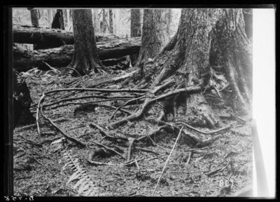 Buttress and feeding roots of Western Hemlock 30''diameter b.h. exposed by fire in Olympia National Forest in Washington. 2/15/1911