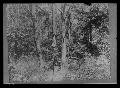 Trees killed by chestnut blight, lumber not infected by blight. 6/27/1919