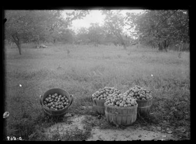 Maiden Blush apples from unsprayed trees at Tip Top, Kentucky. Harden County. 7/11/1910