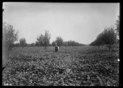 Yellow Frankfurt orchard at Tip Top, Kentucky. 8/26/1910