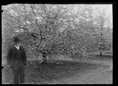 View of orchard at Tip Top, Kentucky. 4/8/1907