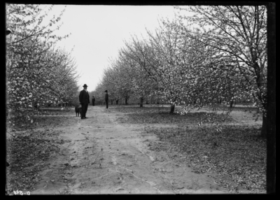 View of orchard at Tip Top, Kentucky. 4/8/1907