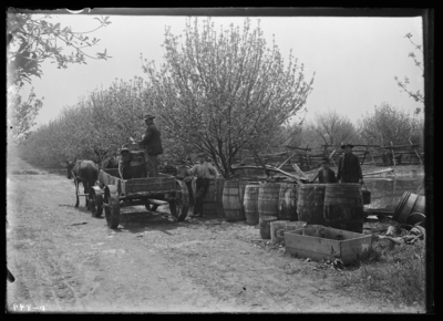 Loading up for spraying at Scheible's Place Tip Top, Kentucky. 5/2/1907