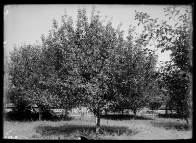 Trees sprayed after bloom with bordeaux at Tip Top, Kentucky. 8/27/1907