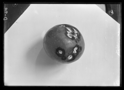 Spot disease of apple obtained from market. 10/27/1908