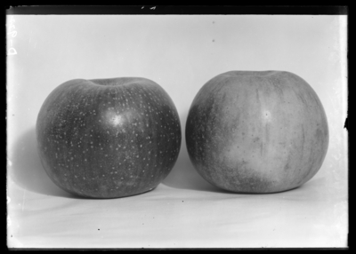 2 Fall Beauty seedling apples in O. Piper Clinton, Kentucky. 9/24/1904