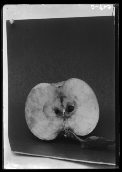 1/2 Fall Beauty seedling apple in O. Piper Clinton, Kentucky. 9/23/1904