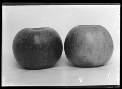 2 seedling apples, Fall Beauty in O. Piper Clinton, Kentucky. 9/24/1904