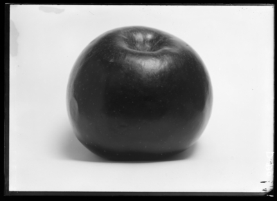 Mammoth black twig Arkansas apple at W. A. Sandefur in Robards, Kentucky. 11/11/1910