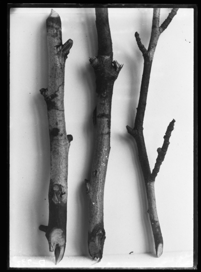 Apple twigs & branches affected by fungus (?). 12/14/1908
