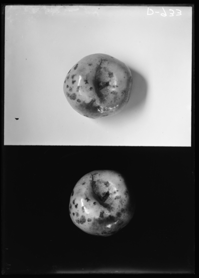 Black spot disease of apple 11/23/1911