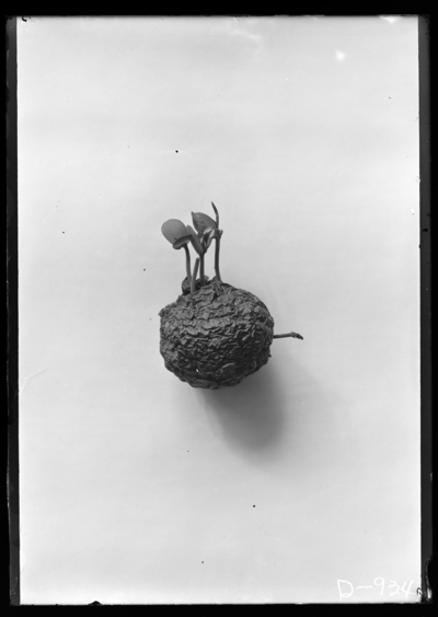 Young apple tree growing out of apple at J.D. Karsner in Lexington, Kentucky. 3/1/1905