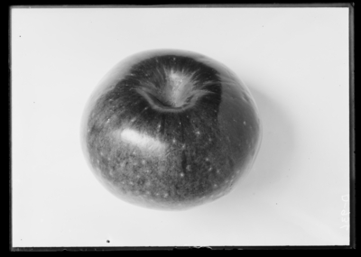 Seedling apple at Hubert Anderson in Kevil, Kentucky. 9/3/1912