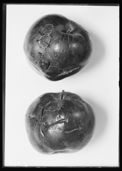 Apples, bitter-rot at Alan Reid. 10/2/1912