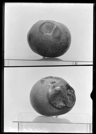 Bitter-rot of apple. 8/2/1906