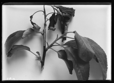 Apple twig blight. 5/26/1906