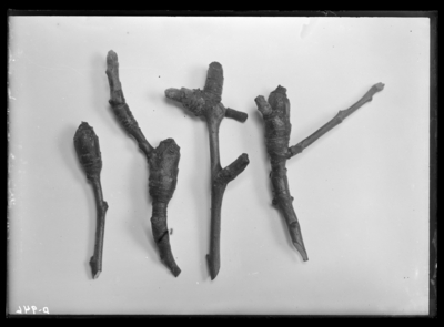 Apple twigs, abnormal growth. 1/20/1911