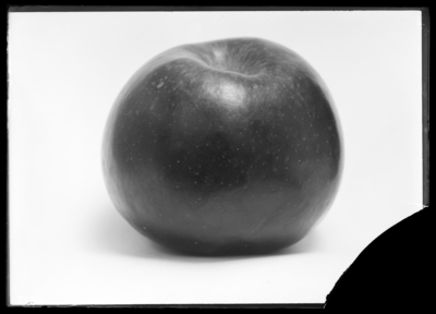 Mammoth black twig Arkansas apple at W.A. Sandefur in Robards, Kentucky. 11/11/1910