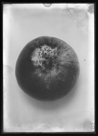 Cedar rust on apple. 1/13/1915