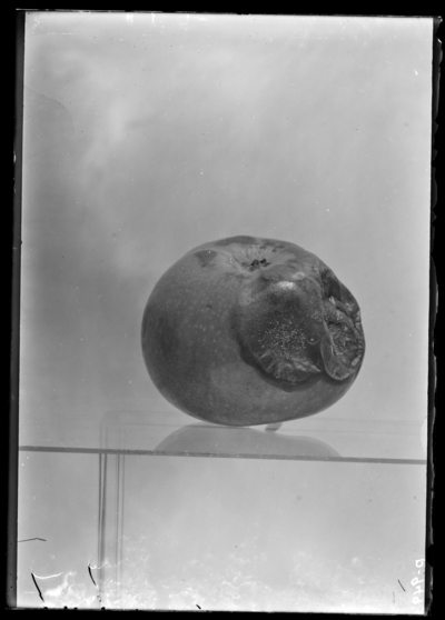 Bitter-rot of apples. 8/2/1906