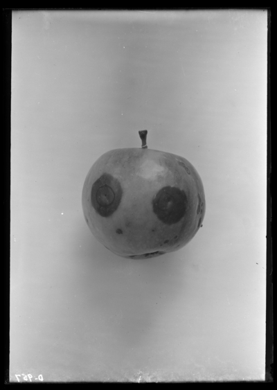 Bitter-rot of apple. 9/20/1906