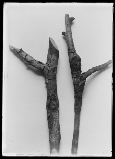 Surface fungus, twigs of apple tree in Wayne County, B.W. Smith. 3/23/1915