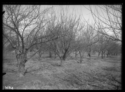 Apple and peach trees with hay around them at the Experiment farm. 2/10/1911