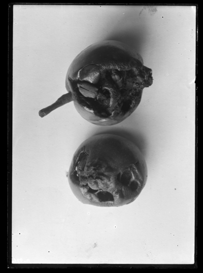 Green apples injured by rose bugs. 6/14/1924