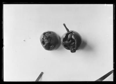 Green apples injured by rose bugs in Albany, Kentucky. 6/14/1924
