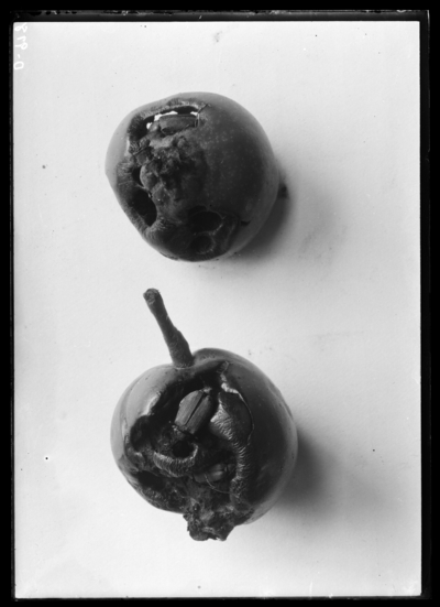 Green apples injured by rose bugs (macrodactlyus subspinosus). 6/14/1924