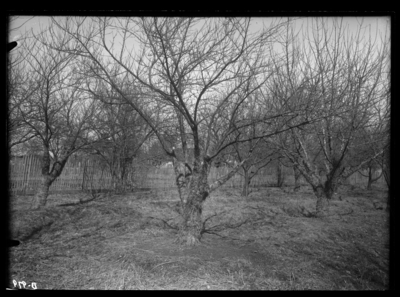 Apple and peach trees wrapped with hay 2/10/1911