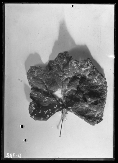 Flea beetle on grape leaf. 5/29/1930