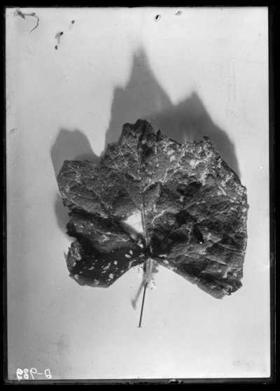 Flea beetle on grape leaf. 5/29/1930