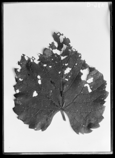 Grape leaves showing late injury by flea beetle and some of larvae. 6/11/1920