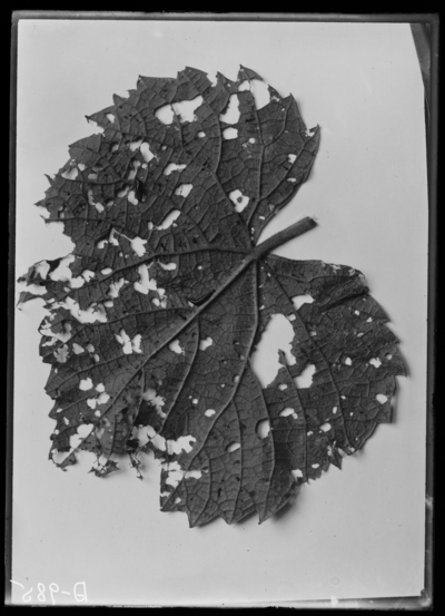 Grape leaf injured by flea beetle. 6/11/1920