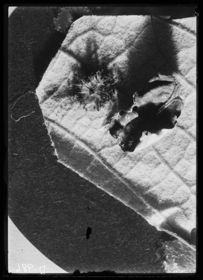 Grape flea beetle larvae attacked by fungus. 6/15/1920