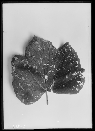 Injury to cultivated grape by flea beetle larvae. 6/15/1919