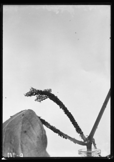 Grape aphis, natural size. 7/23/1910