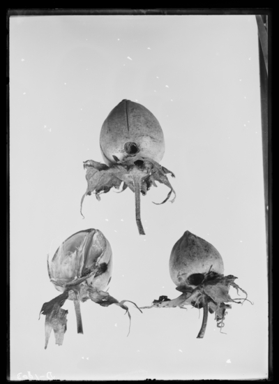 Injury to bolls of cotton by Heliothis Armiger. 8/30/1913