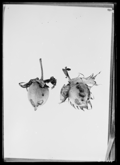 Injured cotton bolls. 8/11/1913