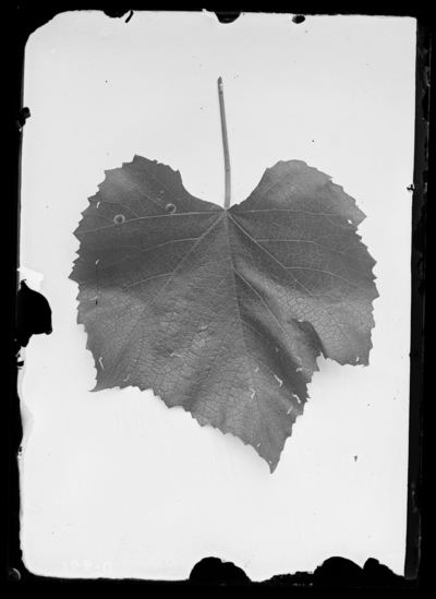 Grape leaf mines, reduced, cultivated grape. 7/18/1901