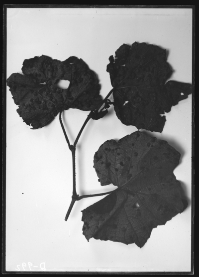 Grape phylloxera from cultivated grape from Norton, Va and Tip Top, Kentucky. 8/26/1910