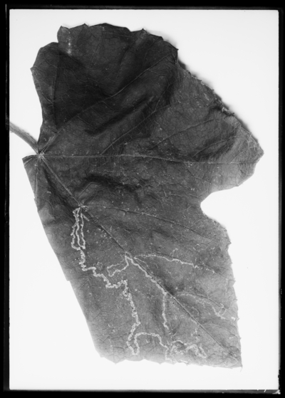 Grape leaf showing line of Ph. viticola. 8/19/1910