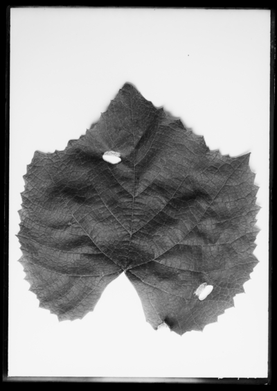 Grape leaf berry moth pupae. 8/8/1910