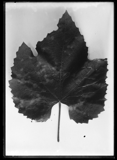 Grape mildew seen from above. 8/18/1910