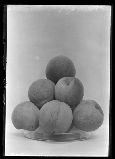Seedling peach at J.D. Walker in Hopkinsville, Kentucky. 8/18/1906