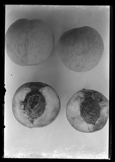 Cling stone seedling peach at J.D. Walker in Hopkinsville, Kentucky. 8/20/1906