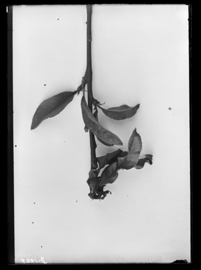 Anarsia lineatella work on peach. 5/9/1902