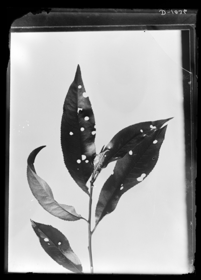 Damaged leaves of peach. 6/16/1913